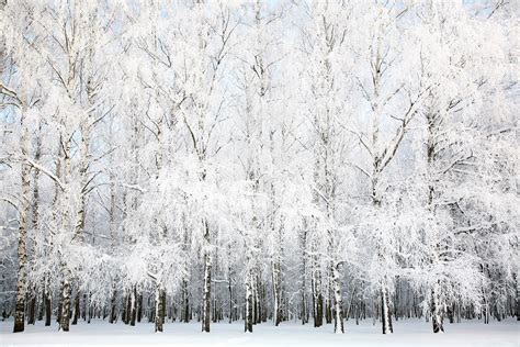 5 Must-Have Snow Day Photos - Printique, An Adorama Company