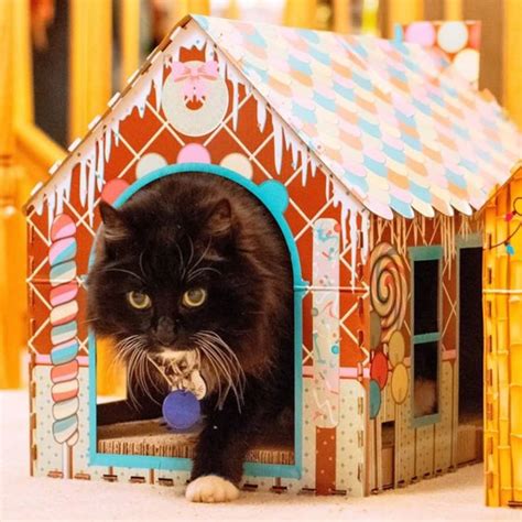 ALDI Fans Are Obsessed with These $8 Holiday Cat Houses | Kitchn