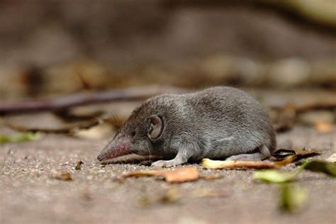 Plant Lovers' Almanac: What's the difference between moles, voles and shrews?