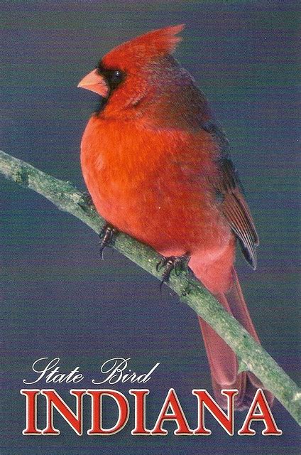 Indiana State Bird | Flickr - Photo Sharing!