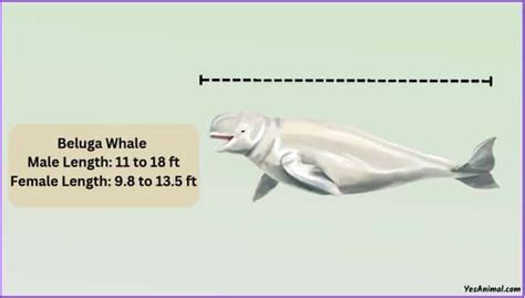 Beluga Whale Size: How Big Are They Compared To Others?