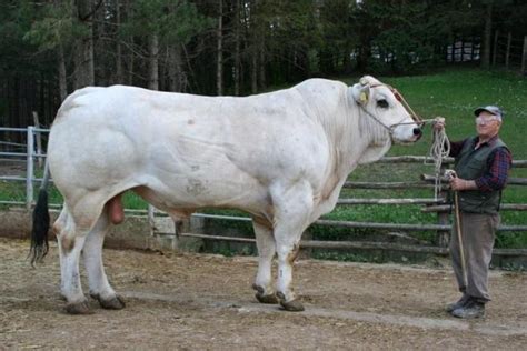 Chianina Cattle Info, Size, Lifespan, Uses, and Pictures