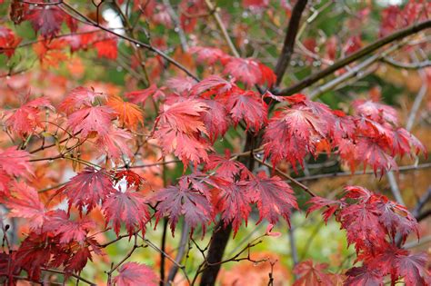 How to grow acers: follow our tips and add year-round interest to your ...