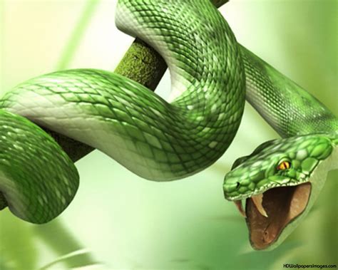 Nature Snake wallpaper | 1280x1024 | #13841