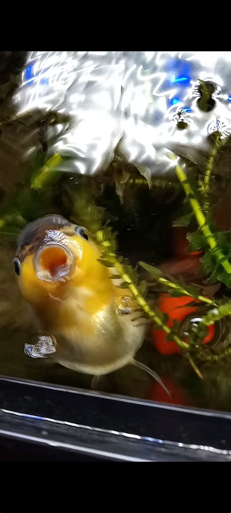 Feeding time : r/Goldfish