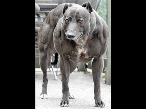 guinness world records: Biggest, Tallest, Strongest, and Ugliest dogs in the world - YouTube