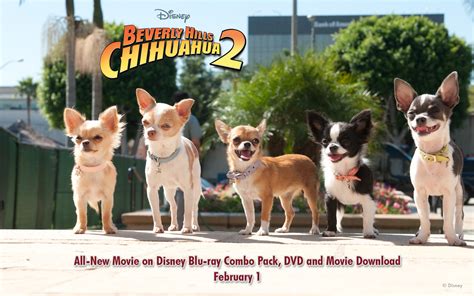 Beverly Hills Chihuahua 2 - Beverly Hills Chihuahua two Wallpaper ...