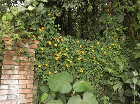 Thunbergia alata (Acanthaceae) image 35026 at PhytoImages.siu.edu