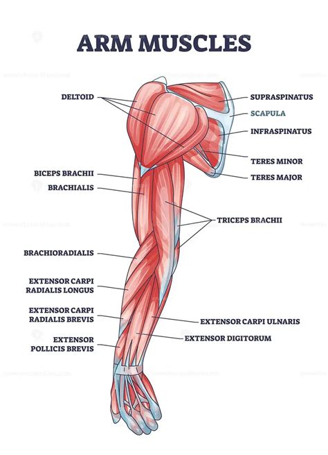 Arm muscles medical description with labeled latin titles outline ...