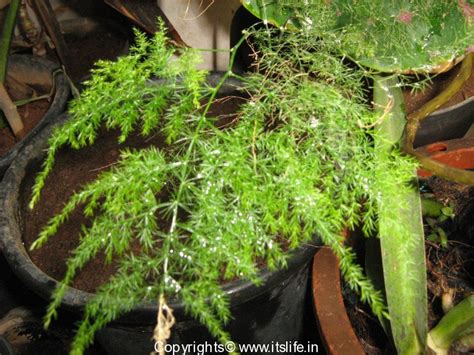 Asparagus Fern | Gardening | Foliage Plant | Flower Arrangement Foliage