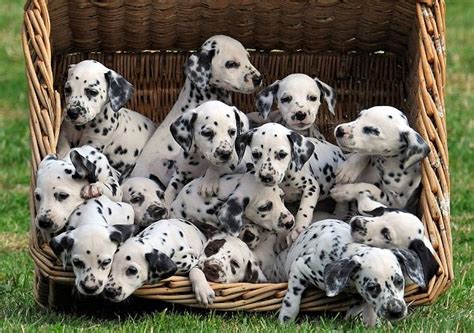 101 Dalmatians puppies lived here - Lower Marsh Farm