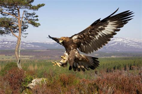 Falcon Images: The Golden Eagle Is A Rare Bird Lives In The North Of ...