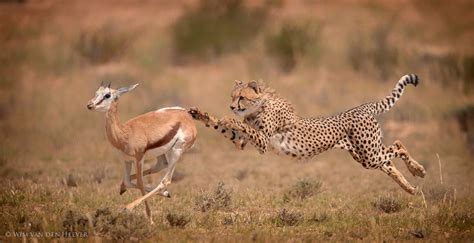 Cheetah Hunt - The speed of a Cheetah on the hunt is an awesome sight ...