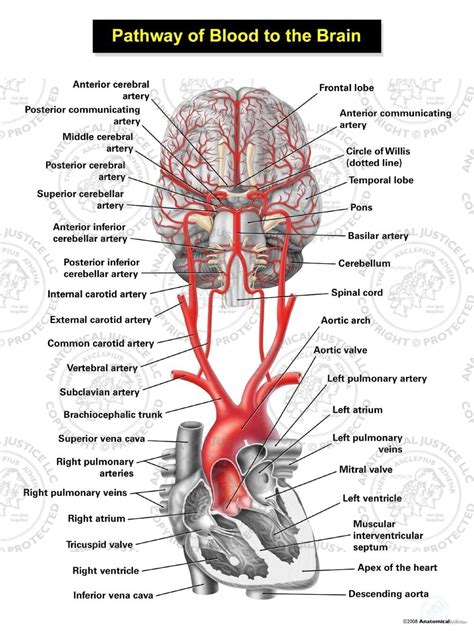 Pathway of Blood to the Brain Illustration | Anatomical Justice