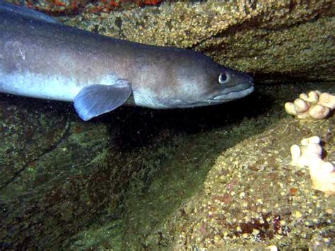 Conger Eel – "OCEAN TREASURES" Memorial Library