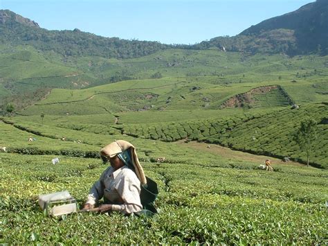 Tea gardens in Munnar | tea gardens in munnar | Flickr