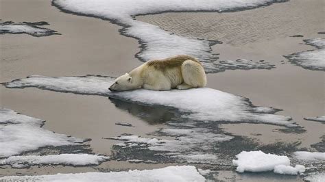 Polar bears are inbreeding due to melting sea ice, posing risk to survival of the species ...