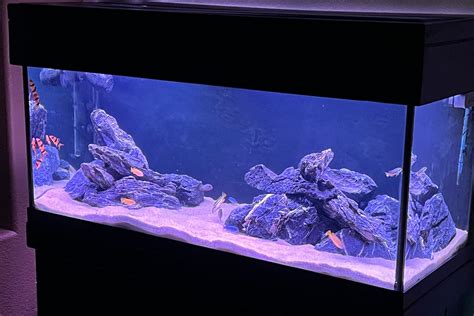 New Mbuna tank | Cichlid Fish Forum