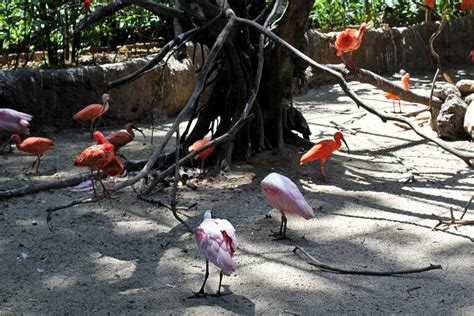 Go Birding at Jurong Bird Park in Singapore | Will Fly for Food