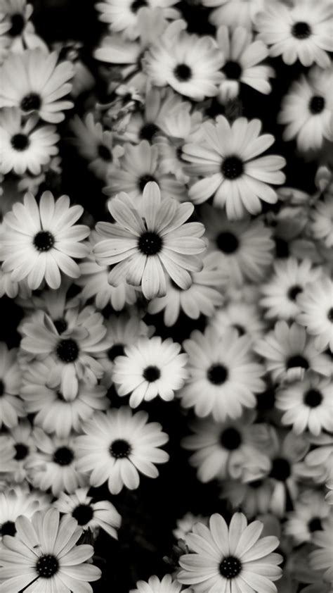 1440x2560 Preview wallpaper black white, flowers, grey, daisies 1440x2560 | Black and white ...