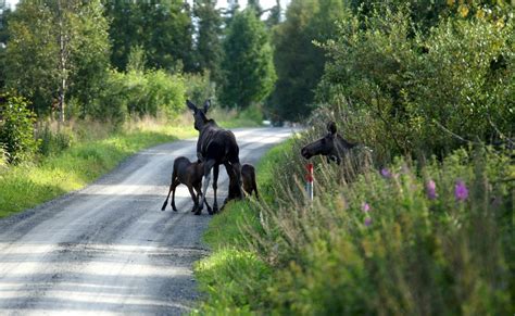 Norway's National Animal Explained - The Norway Guide