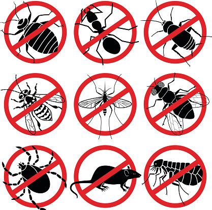 No Bugs Stock Illustration - Download Image Now - iStock