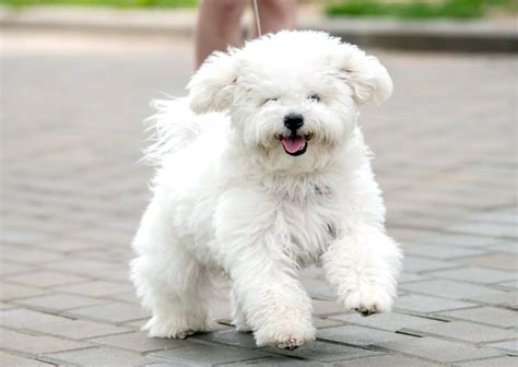 Bichon Frise