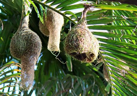 Stock Pictures: Weaver bird nests