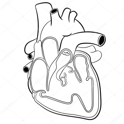 Anatomia Del Corazon