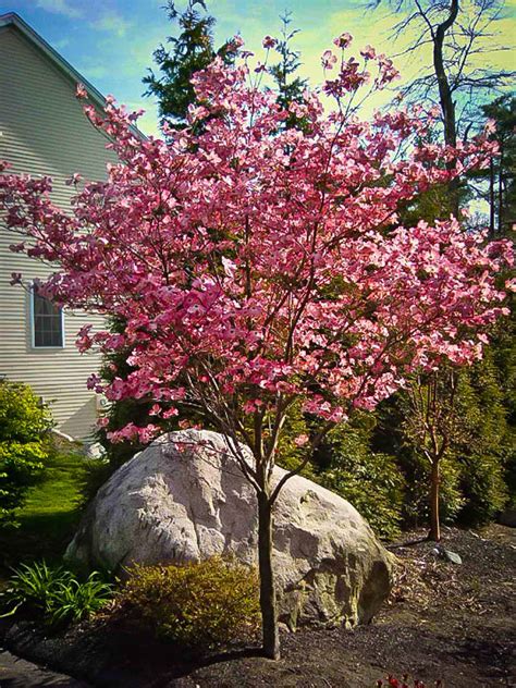 Lucy Nunan: Pink Flowering Dogwood Varieties / Pink Flowering Dogwood Bower Branch / The ...