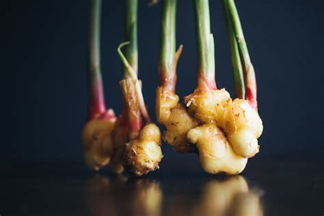 All About Planting and Growing Ginger Indoors - Food Gardening Network