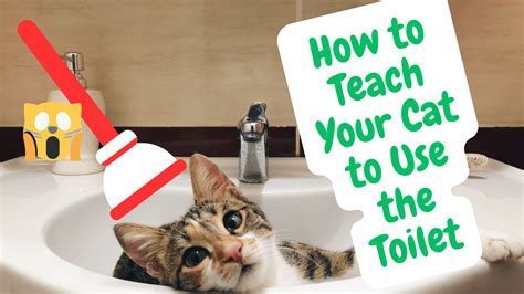 Train Cat Toilet / Cat Toilet Training / Is it Possible to Train My Cat ...