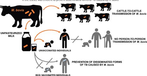 Figure 1 from Breaking Transmission with Vaccines: The Case of Tuberculosis. | Semantic Scholar