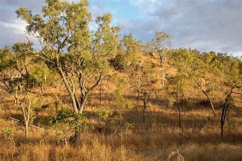 Typical bush landscape | Old Mining towns | North Queensland ...