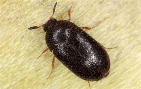 Black Carpet Beetle– Identification, Life Cycle, Facts & Pictures