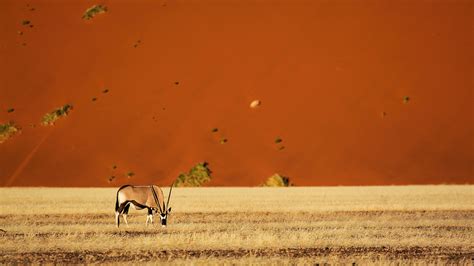 Namibia advocates for sustainable hunting for wildlife conservation - CGTN