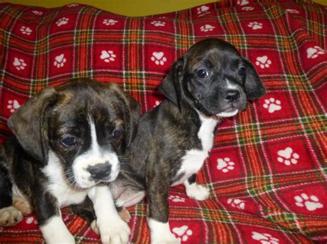 Boglen Terrier (Boston Terrier-Beagle Mix) Info, Puppies, Pictures