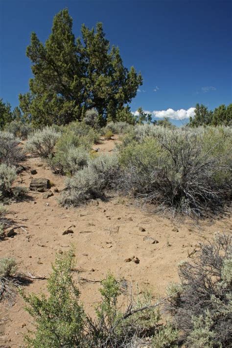 Central Oregon High Desert stock image. Image of rabbitbrush - 24780329