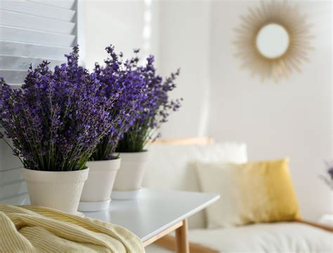 6 Reasons You Should Grow Lavender Indoors