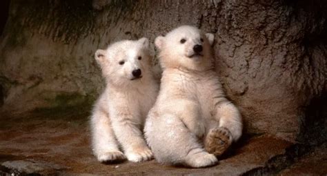 Cutest Baby Polar Bears [Facts, Photos & Videos] - All About Polar Bear ...