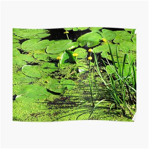 "Green water with nuphar flowers photography | green river summer aesthetic photo" Poster for ...