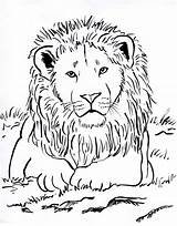 Collection Of Lion Coloring Pictures That Children Love  Cool sketch template