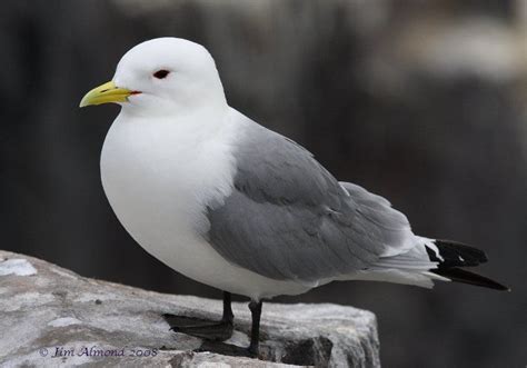 kittiwake - Google Search | Animals, Birds, Bird