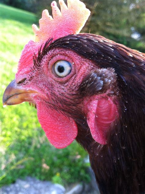 Marek's disease in two year old hens?