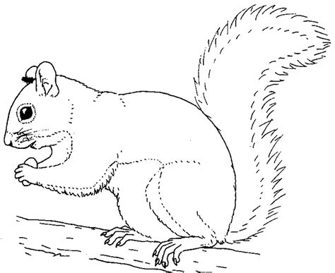 Printable Squirrel Coloring Pages