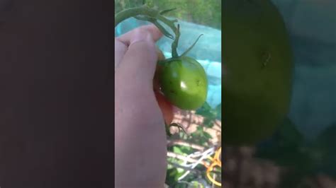 tomato 🍅 harvest - YouTube