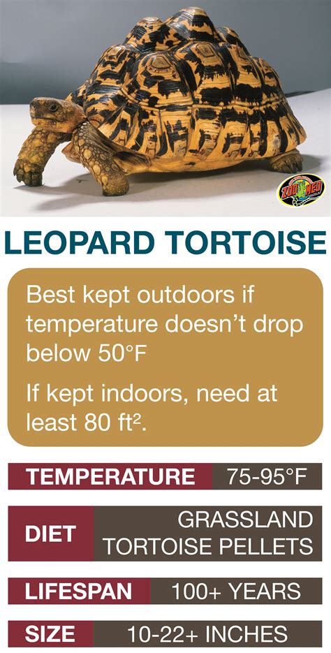 Tortoise As Pets, Tortoise Food, Tortoise Habitat, Tortoise Table, Baby Tortoise, Giant Tortoise ...