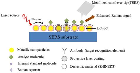 General representation of the SERS effect demonstrating the... | Download Scientific Diagram