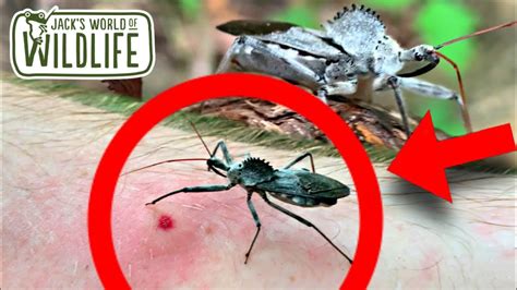 WHEEL BUG Bite! Are they DANGEROUS? - YouTube