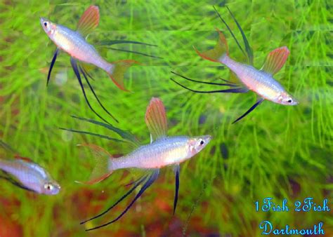 Threadfin Rainbowfish "Iriatherina werneri" – 1 Fish 2 Fish Dartmouth